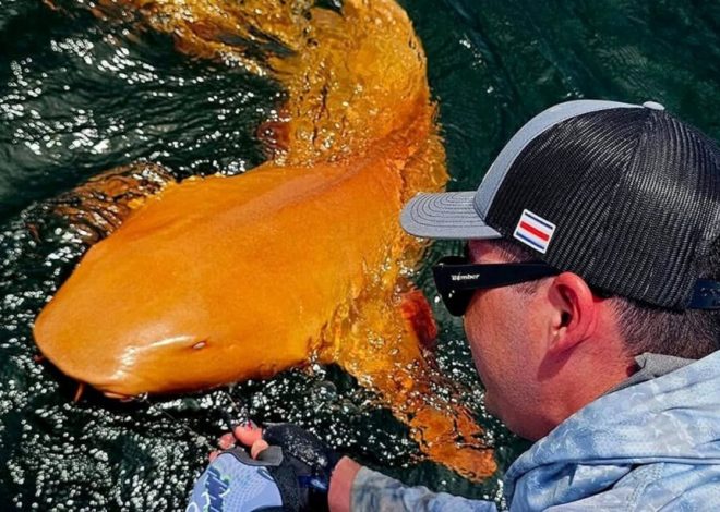 Un hombre en Costa Rica pescó a un tiburón naranja y blanco: es tan extraño que la ciencia ha tenido que investigarlo