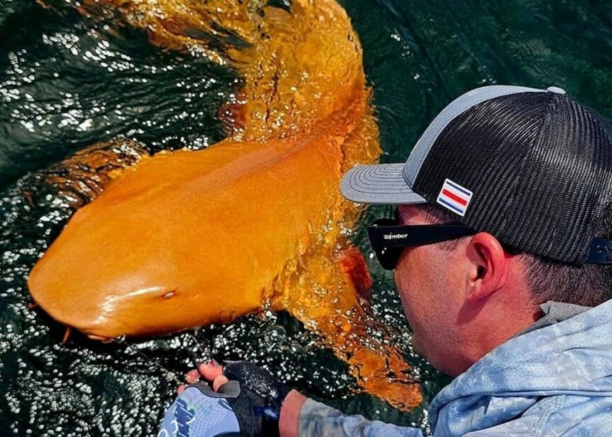 Un hombre en Costa Rica pescó a un tiburón naranja y blanco: es tan extraño que la ciencia ha tenido que investigarlo
